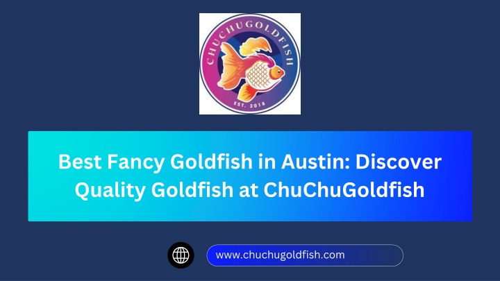 PPT - Best Fancy Goldfish in Austin: Discover Quality Goldfish at ChuChuGoldfish PowerPoint Presentation - ID:14951824