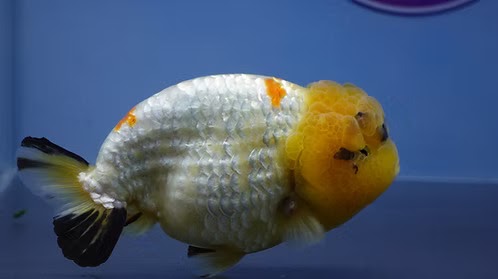 Best Fancy Goldfish in Austin: Discover Quality and Care at ChuChuGoldfish