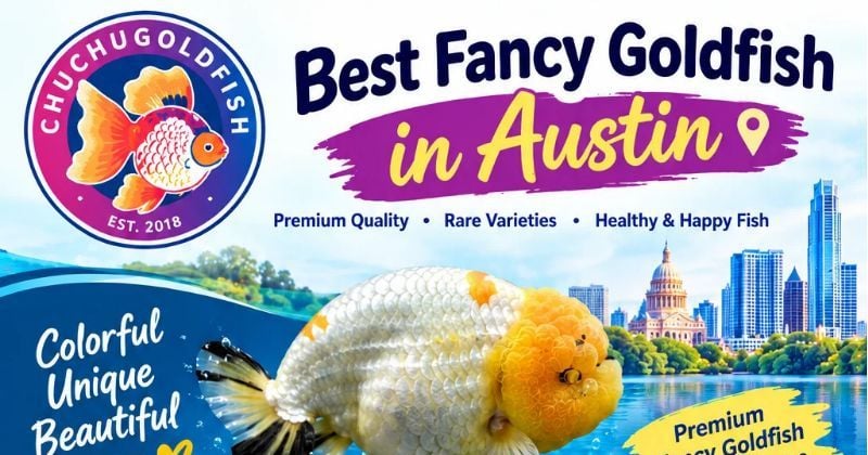 Best Fancy Goldfish in Austin